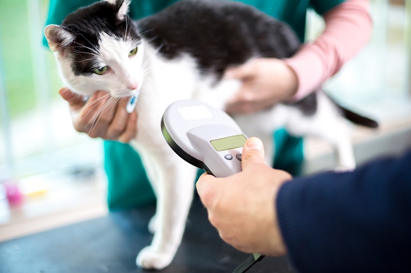 Microchipping Pompano Beach, FL 