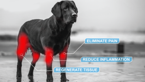 Actistem Benefits