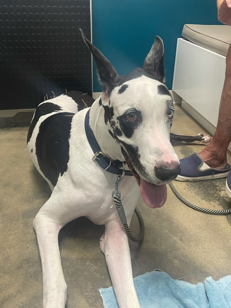 veterinarian evaluating a dog with reduced mobility