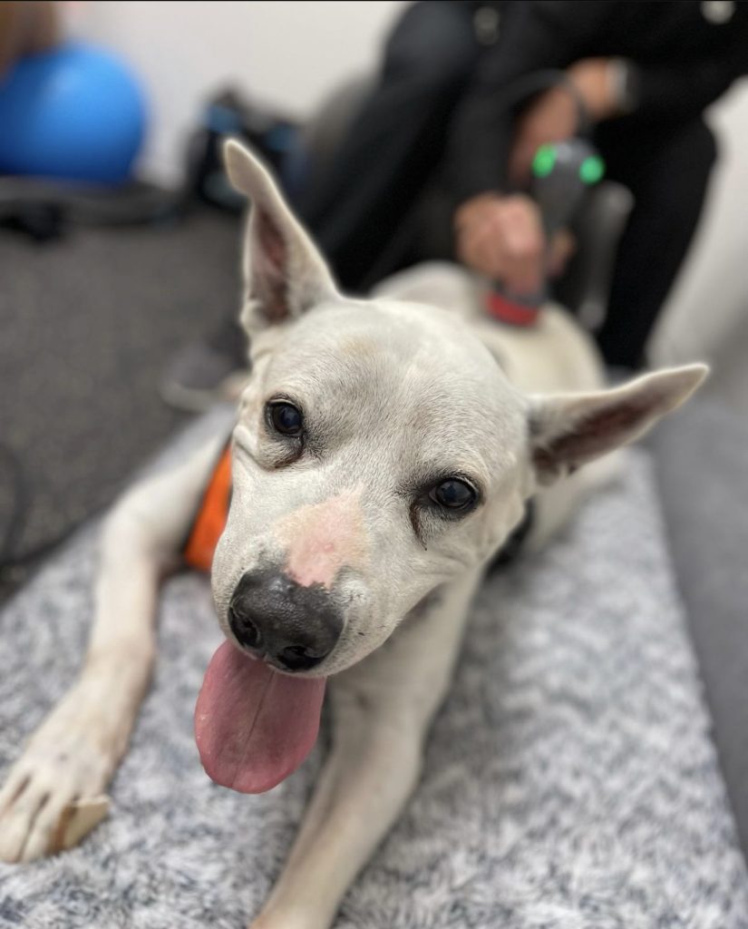 veterinarian performing PRP joint injections in a dog